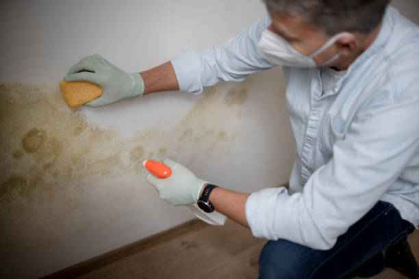 Best Insurance-Related Mold Remediation in Raymond, WI