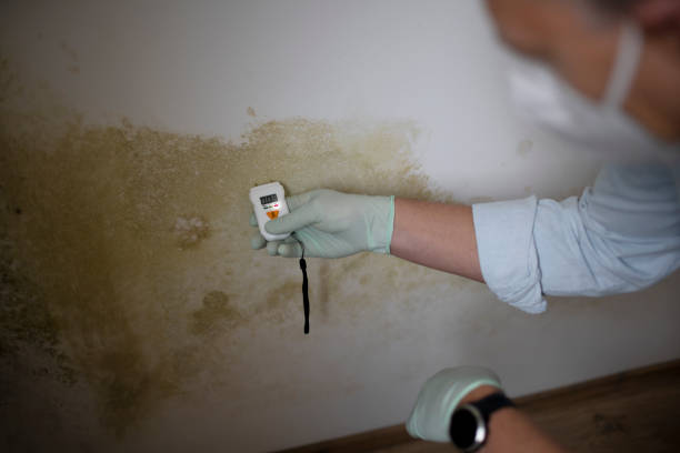 Best White Mold Remediation in Raymond, WI