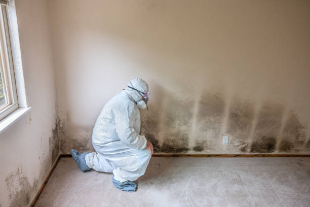 Best DIY Mold Remediation Support Services in Raymond, WI