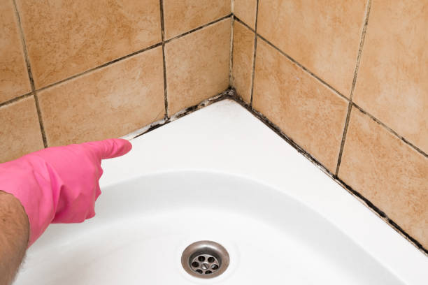 Best Preventive Mold Services in Raymond, WI